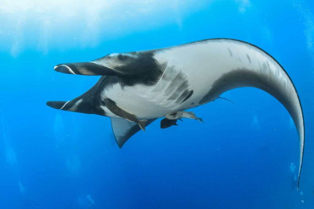 Giant manta