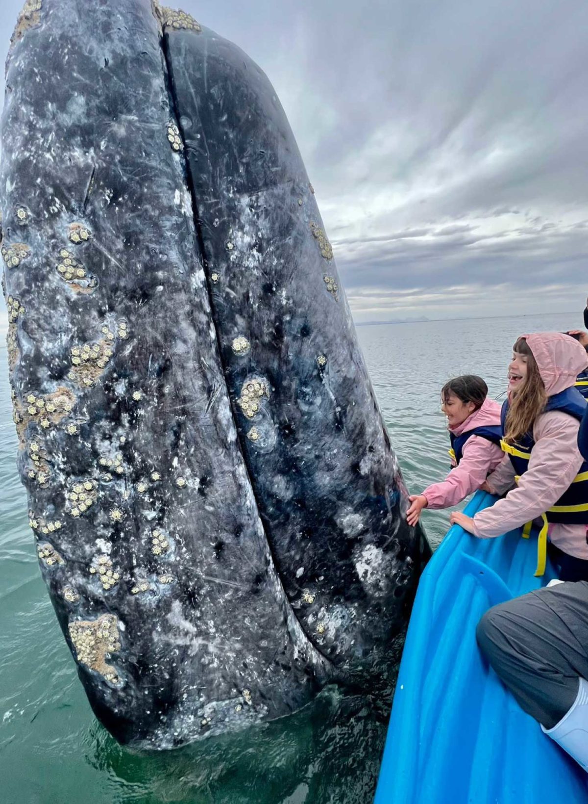 NOAA announces that the gray whale population has rebounded