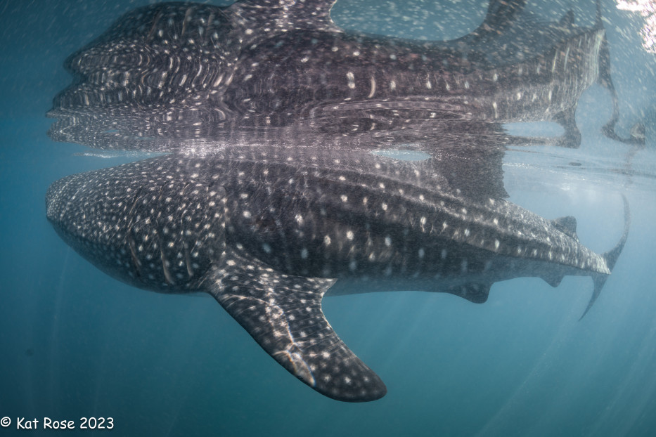 Swimming with Whale sharks in Bahia de Los Angeles