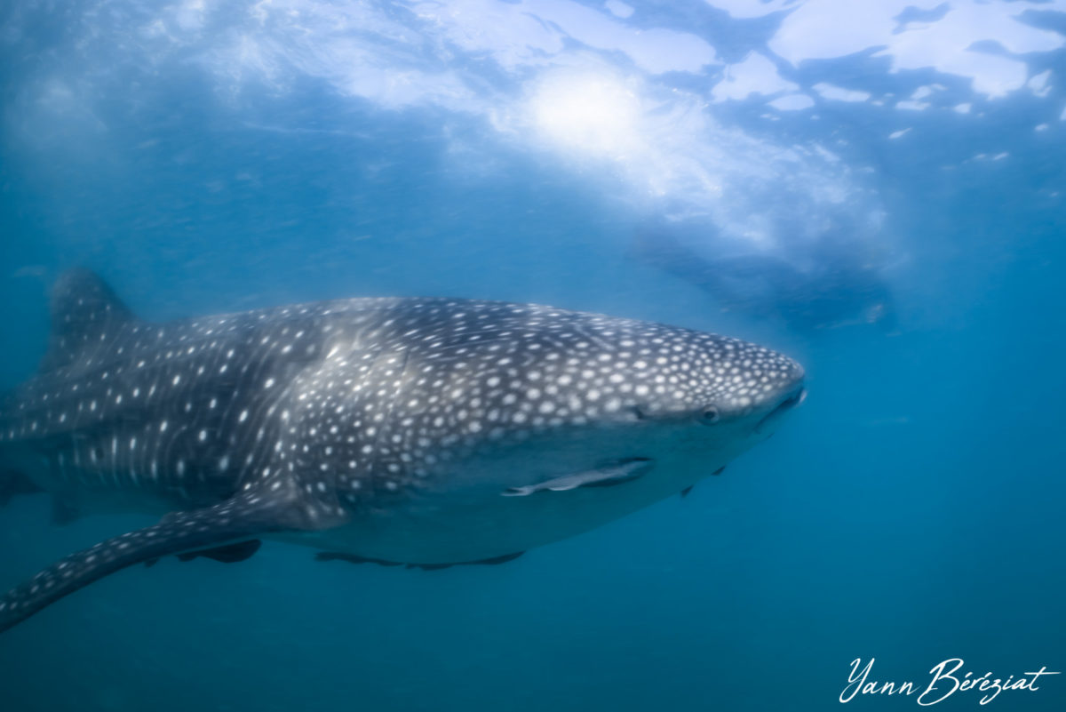 Ultimate Whale Shark Experience by Nautilus Guests in the Sea of Cortez