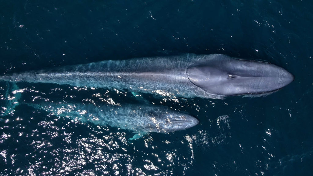 Blue Whales in Sea of Cortez