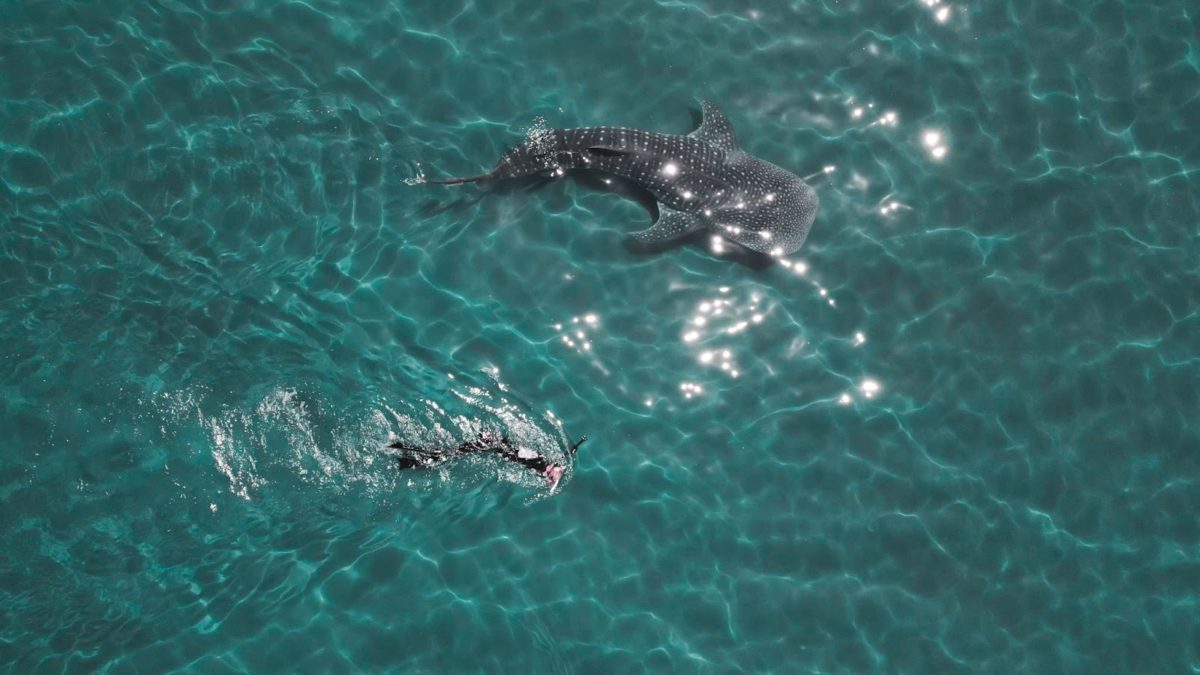 Swimming with whale sharks in Bahia de Los Angeles