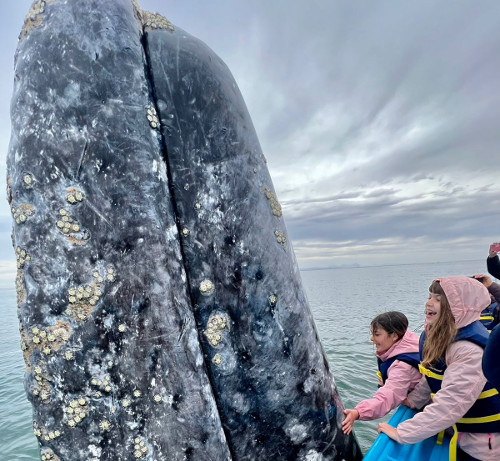 best whale watching in baja california 