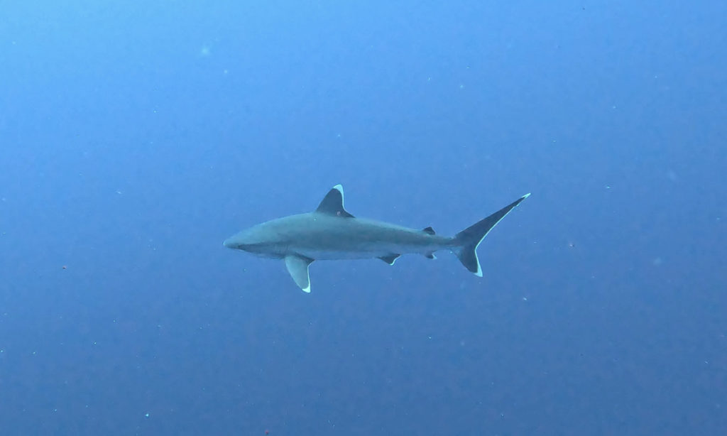 Shark in Socorro island