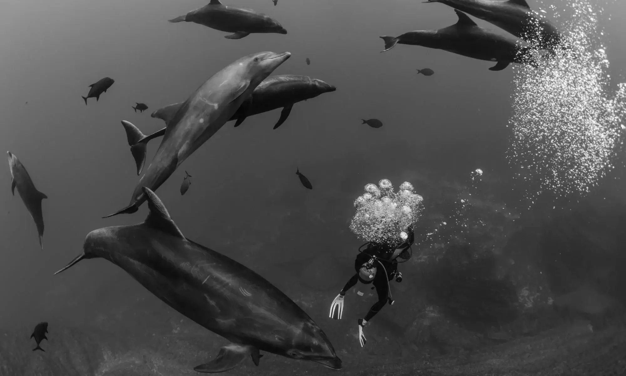 Playfull Dolphins with Diver - Revillagigedo Archipelago