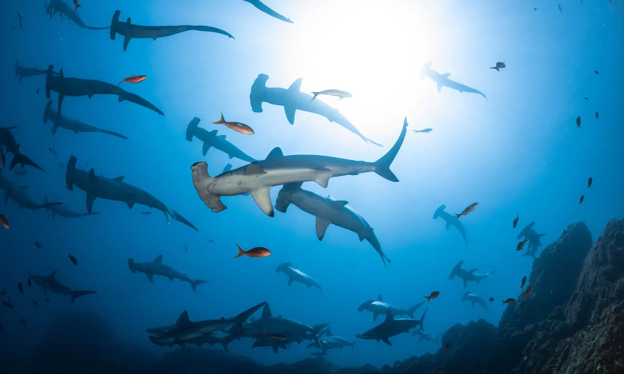 Hammerhead sharks school at Socorro Island