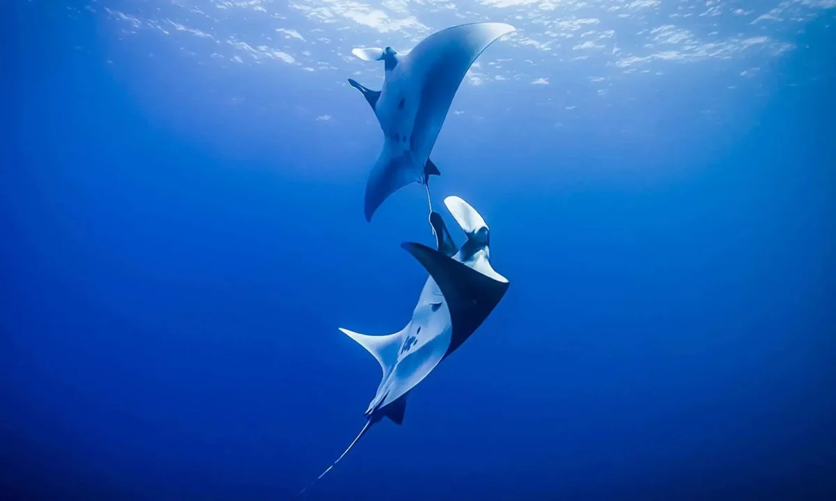 Socorro Islands is the best diving destination for Giant Manta Rays