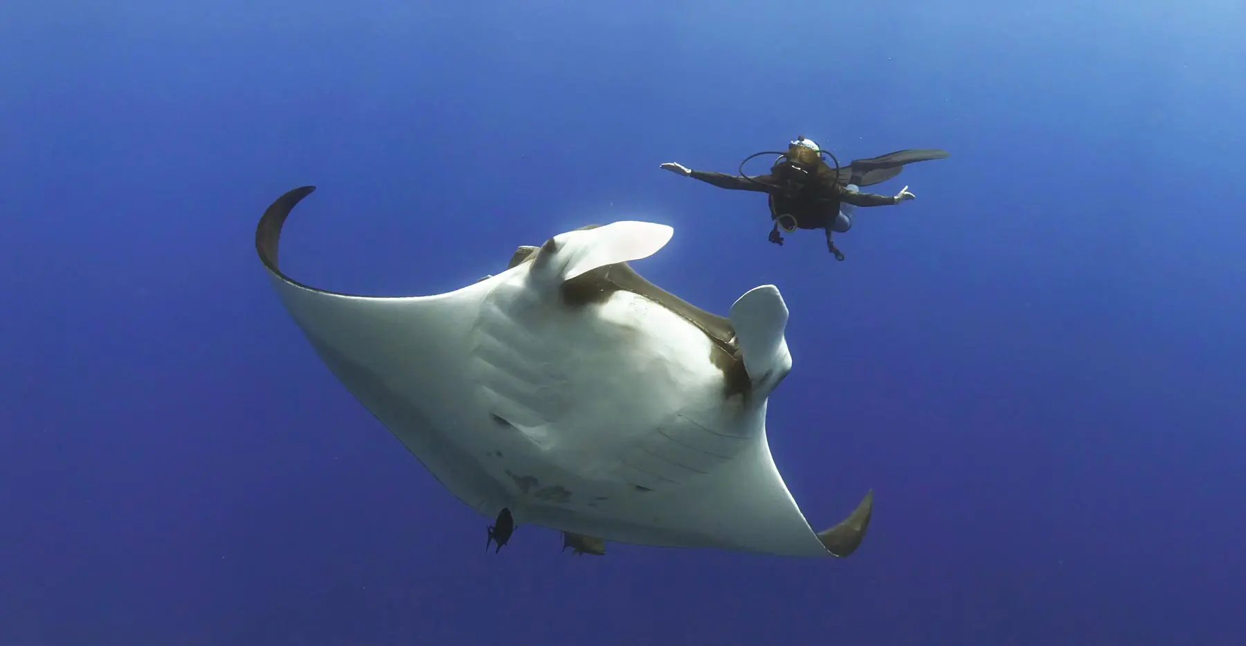 Nautilus Dive Adventures - Socorro Island Scuba diving