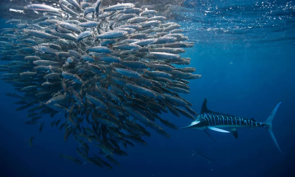 Striped Marlin Hunting Sardines at Magdelena Bay, Mexico