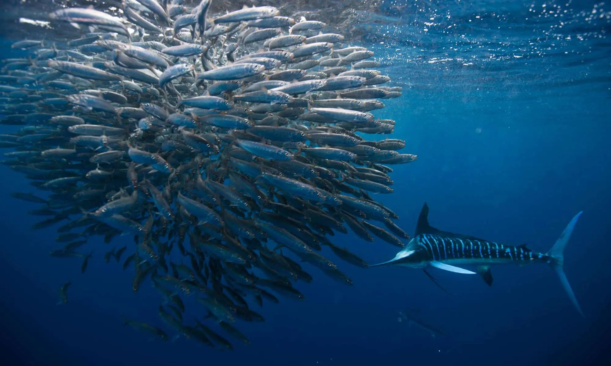 The Sardine News - Never miss a single sardine!
