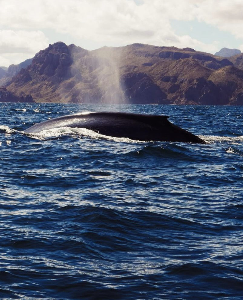 whale watching baja california