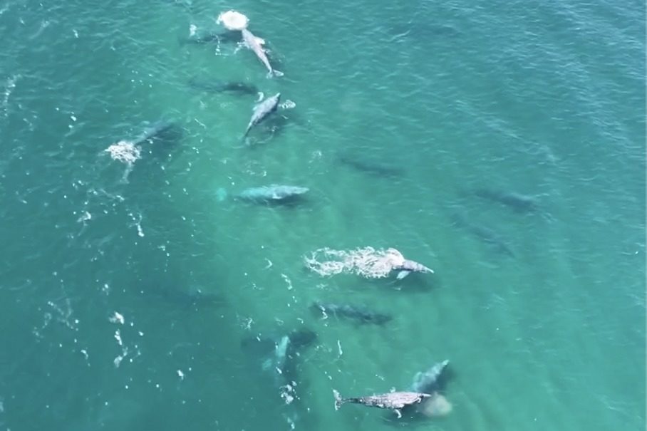 School of Whales in Action: Surf’s Up Dude!