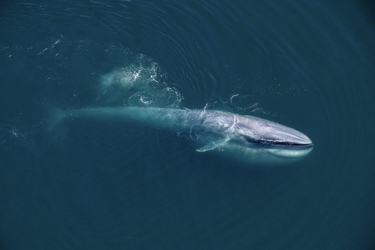 Blue Whales in Loreto