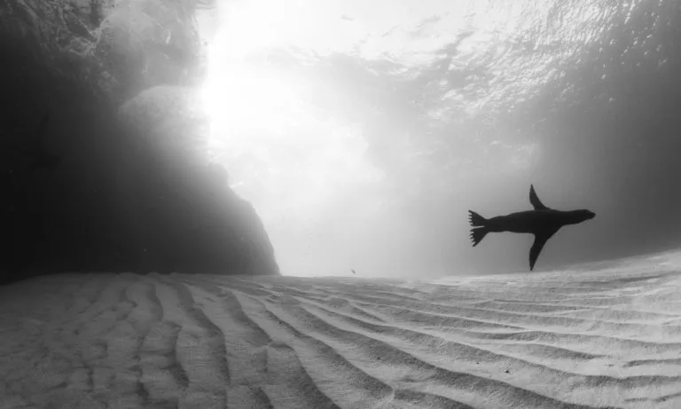 Shark nets, shipwreck snorkelling & summer beach photography