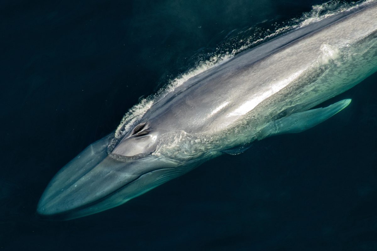 Baja: Whales Heaven!