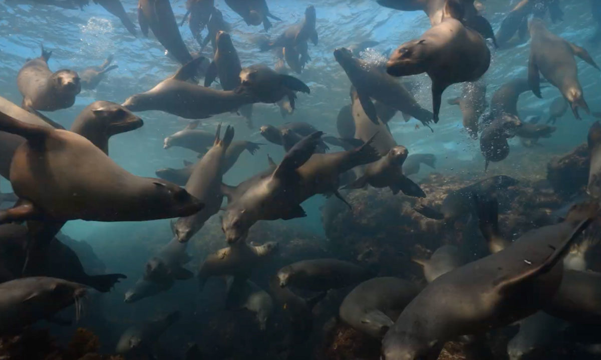 An incredible first day in the Sea of Cortez