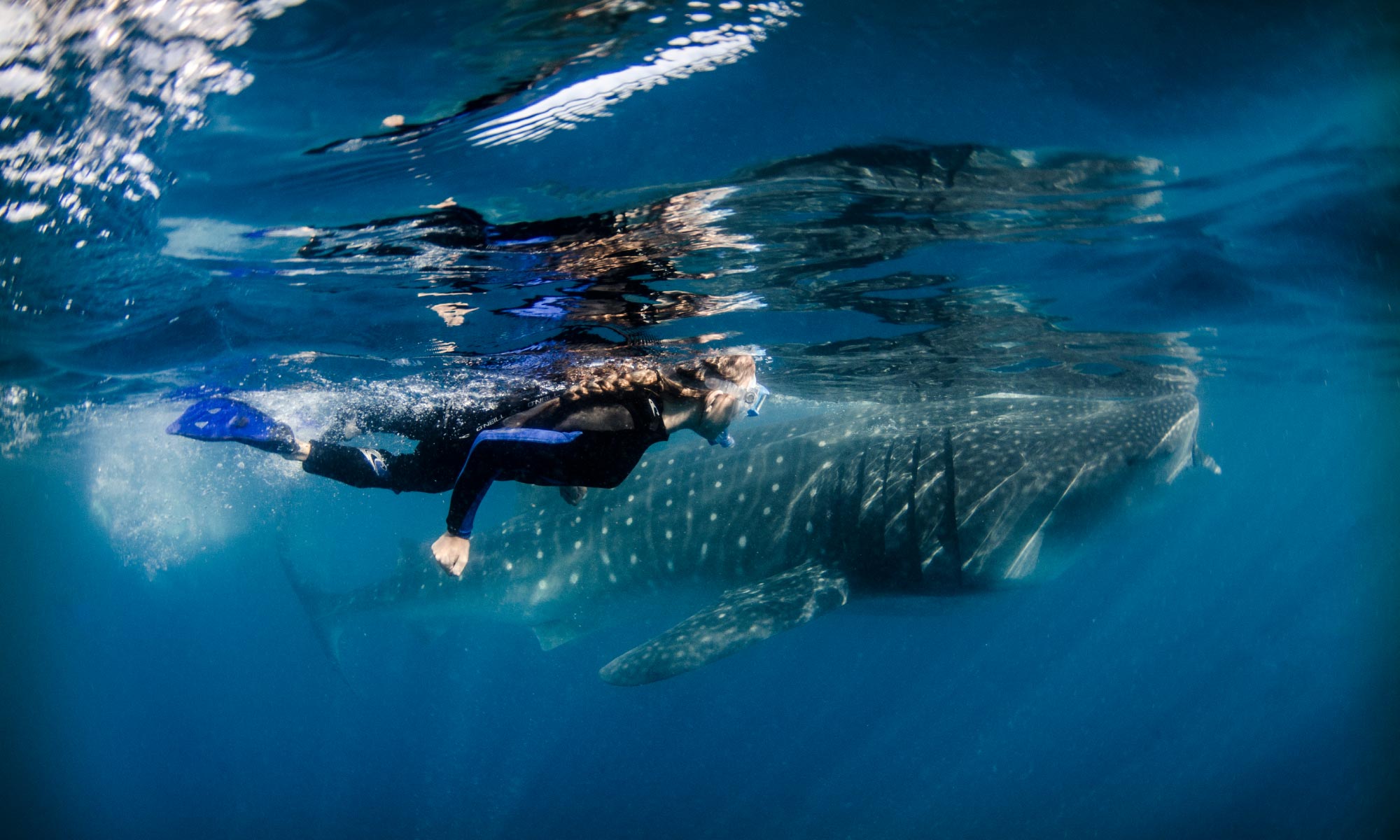 Ultimate Whale Sharks Sea of Cortez Adventures