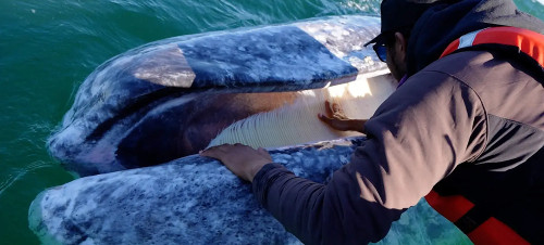 San Ignacio Lagoon Grey Whales