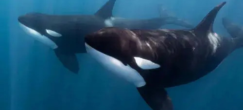 Orcas and Mobulas at its best!