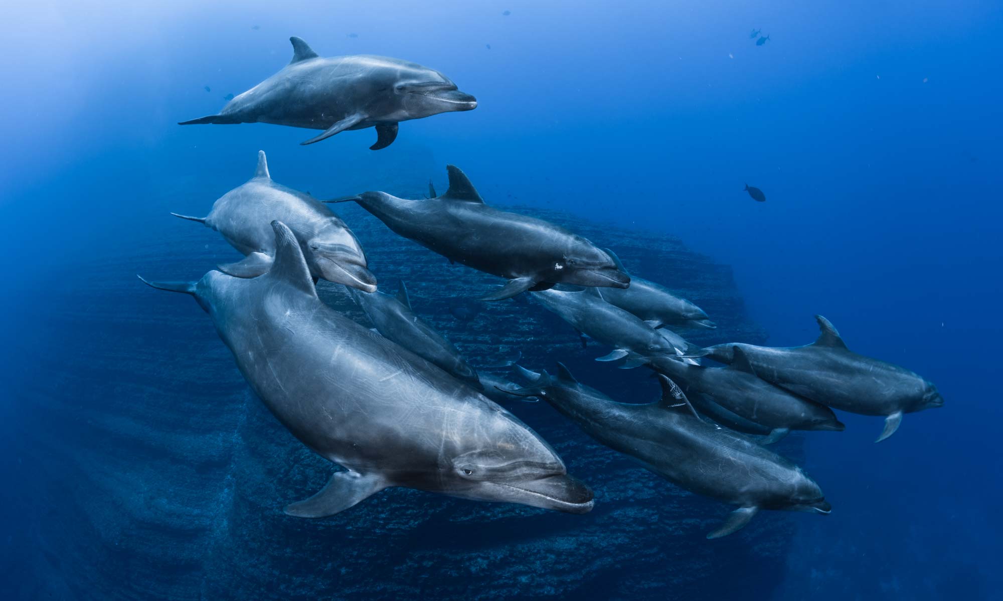 Socorro-Dolphins