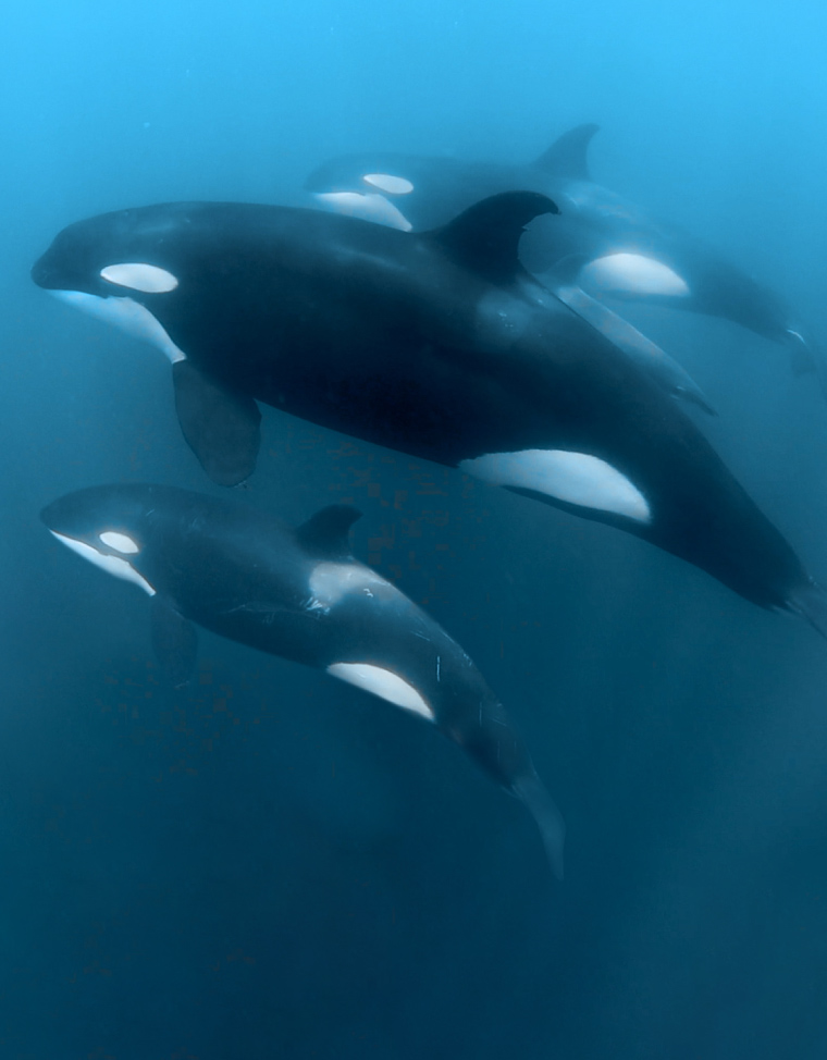 Sea of Cortez Orca Expedition