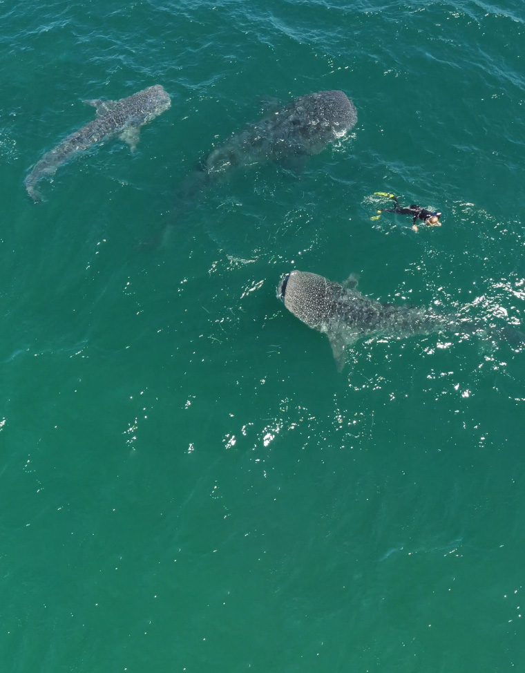 Sea of Cortez - Whale Sharks