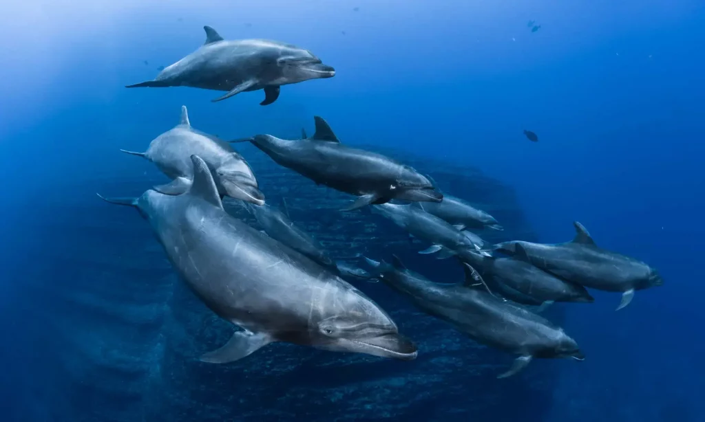Pod of dolphins at the Socorro Islands