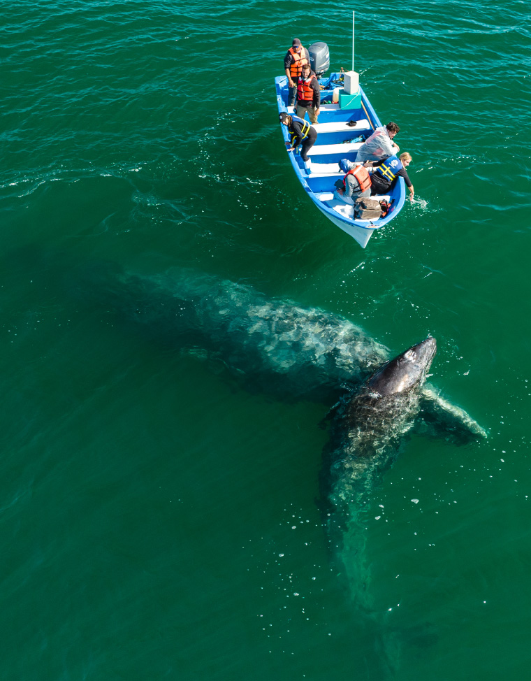 San Ignacio Lagoon -Whale Interaction-