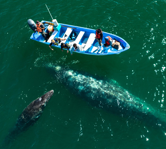 San Ignacio Lagoon Grey Whales