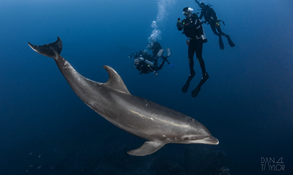 Scuba diving with dolphins in Mexico