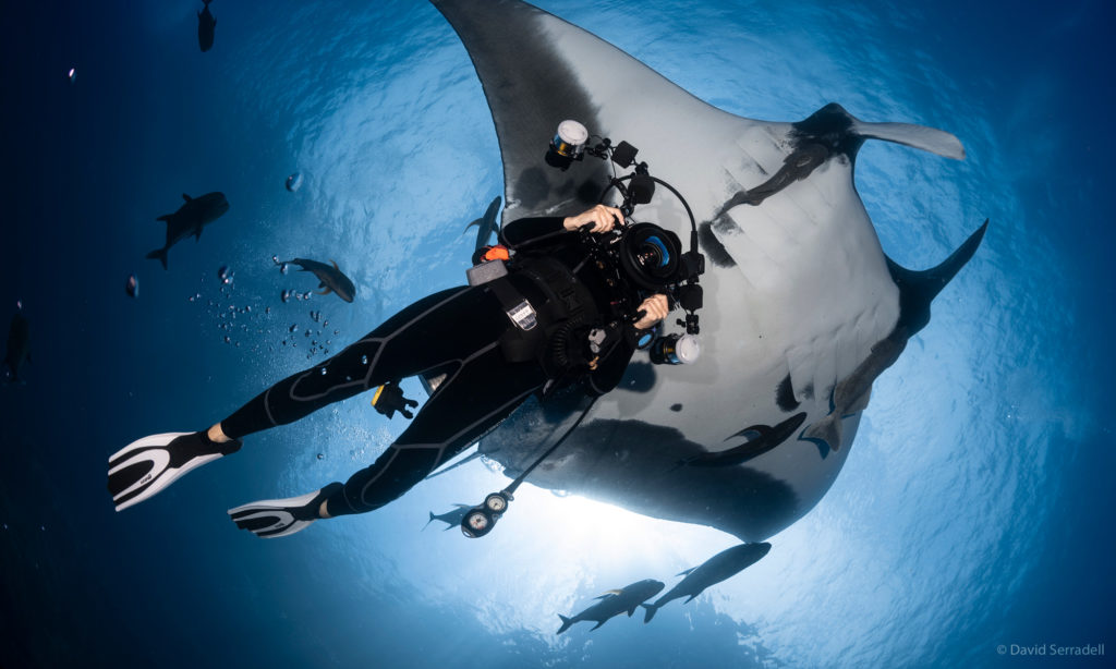 Scuba diving with the Marine Life of the Socorro Islands, the giant manta ray
