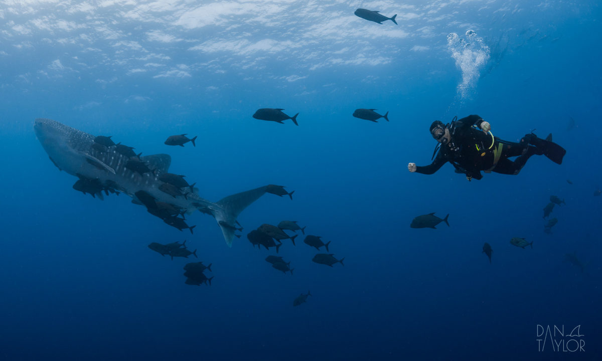 The incredible Marine Life of the Socorro Islands
