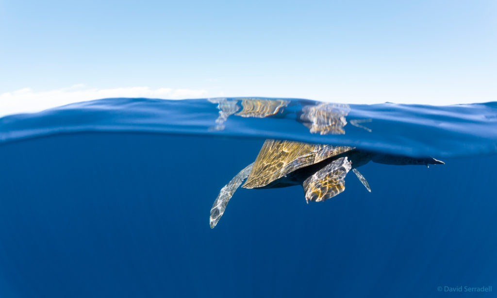Turtle swimming