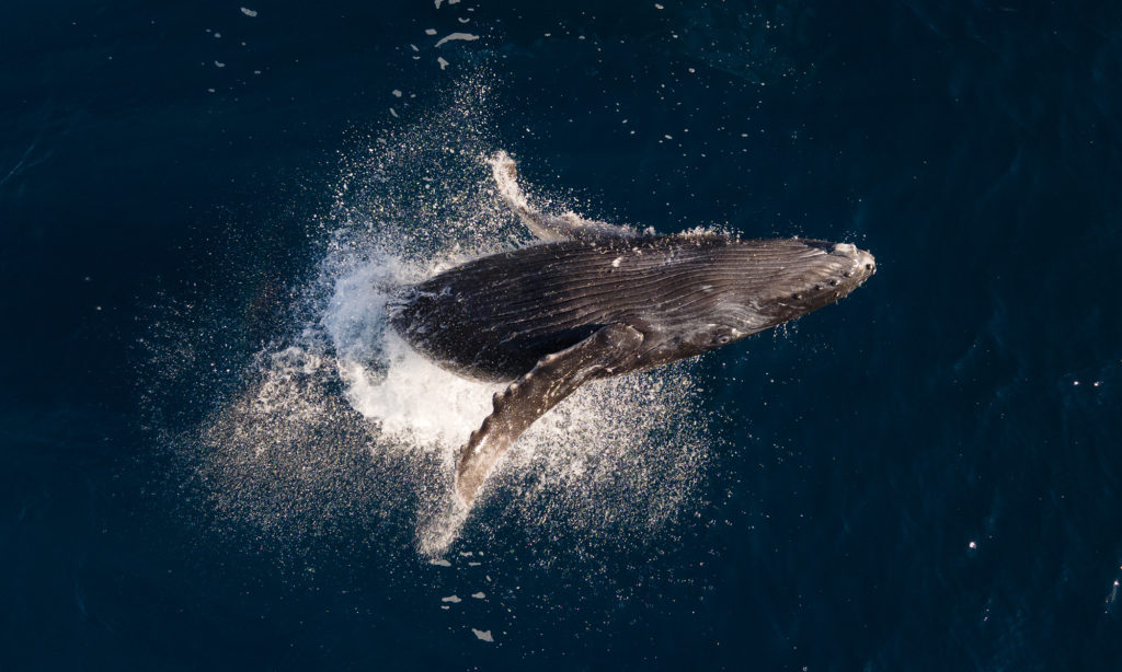 Humpback whale