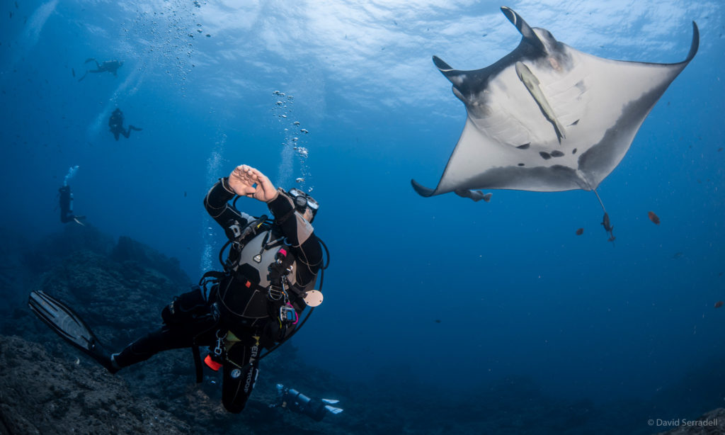 Scuba diving with giant manta in Socorro