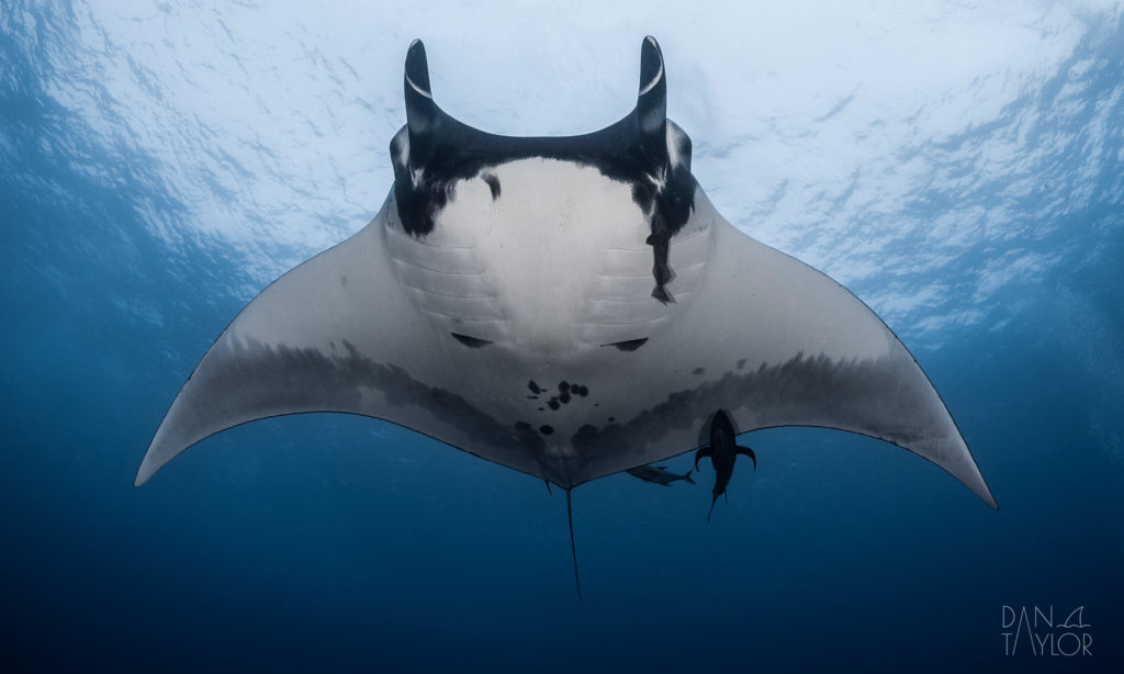 Oceanic Manta Ray in Socorro