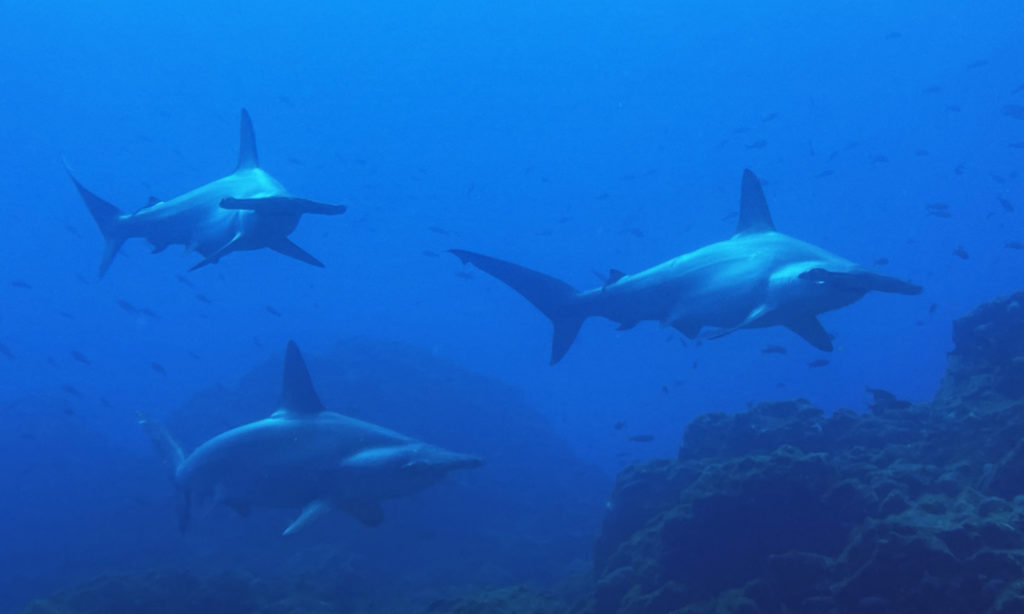 School of Hammerheads swimming at the Canyon in Socorro