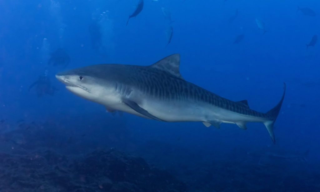 Tiger shark at the Canyon, one of the best dive sites in Socorro
