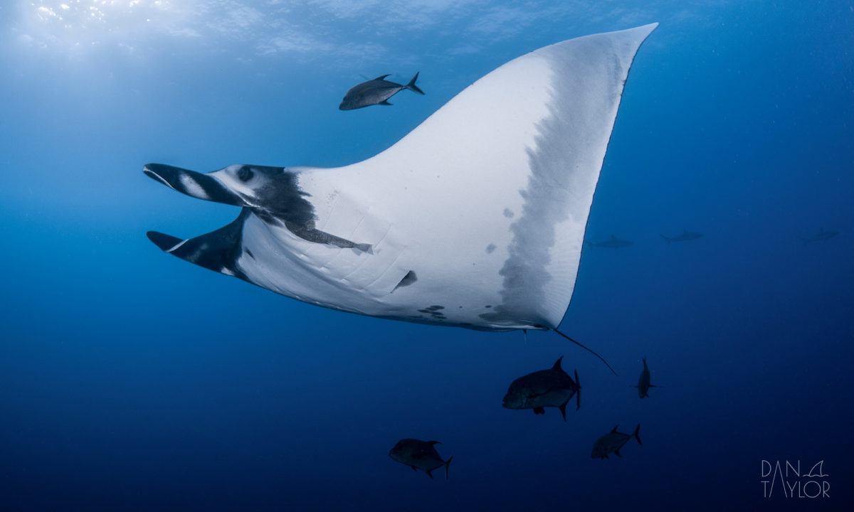 Incredible Interactions with Giant Mantas & Tons of Sharks