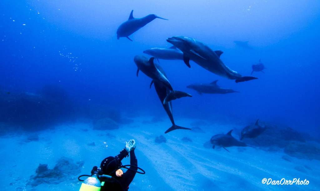 Scuba diver with dolphins on a dive site Punta Tosca in Socorro