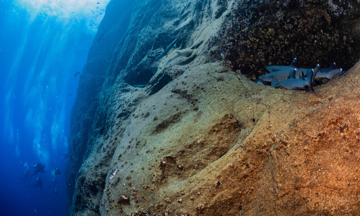 The best dive sites in Socorro: where to see oceanic mantas, sharks & more!