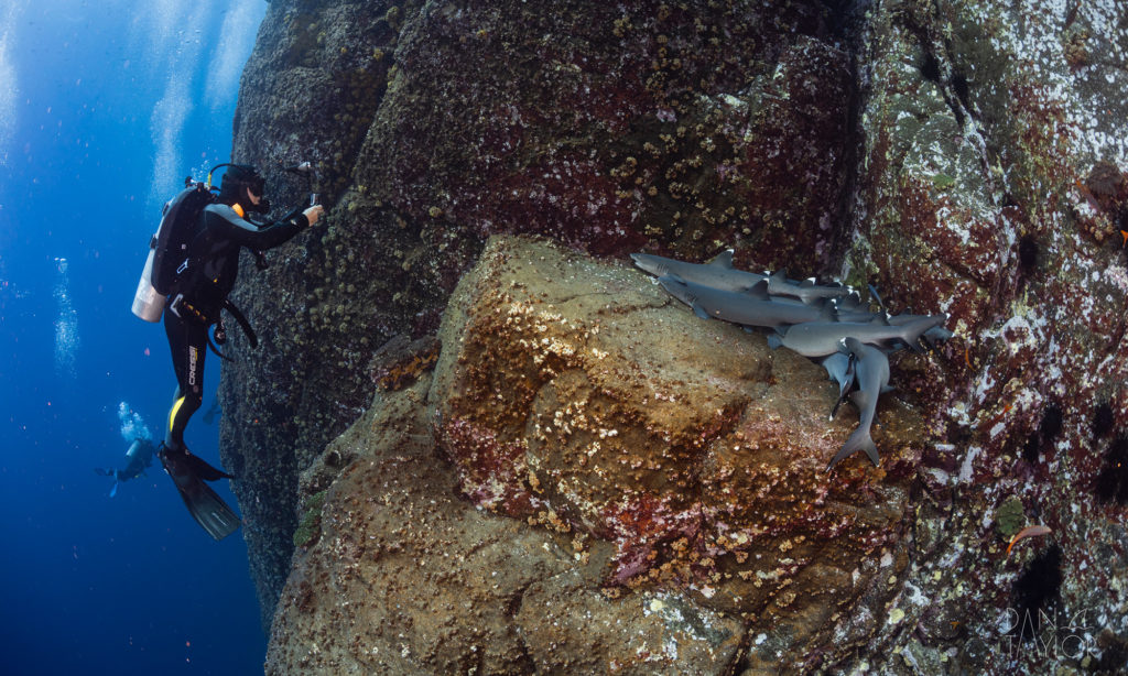 Whitetip reef sharks at Roca Partida in Socorro
