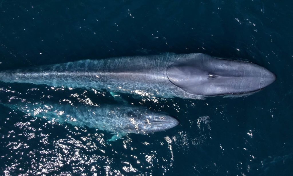 Baja Ultimate Whales: A blue whale mother and calf pair swimming in the Sea of Cortez