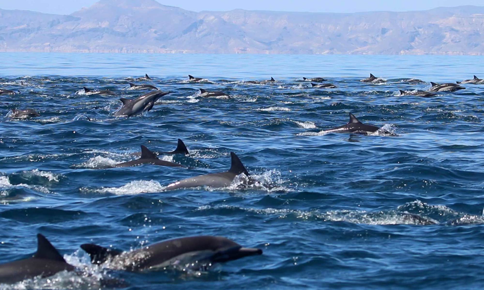 Baja Ultimate whale expeditions