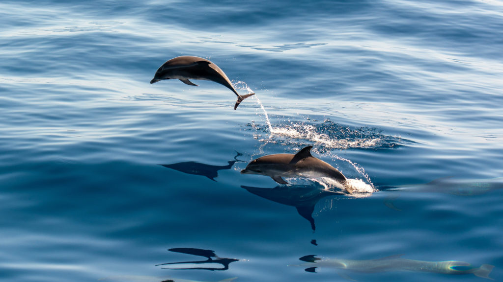 Two dolphins leaping from the water, seen from a liveaboard diving boat