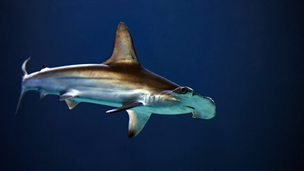 Hammerhead shark