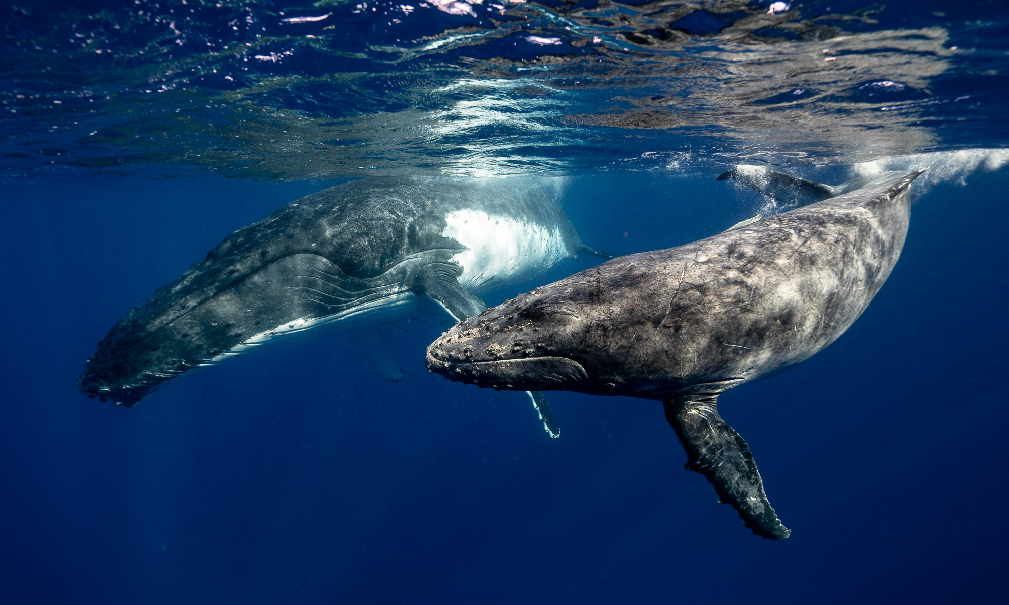 Humpback whale and her calf swimming just below the surface of the water