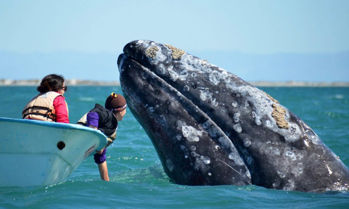 Spy Hops, Breaching, and Whale Calves at San Ignacio Lagoon