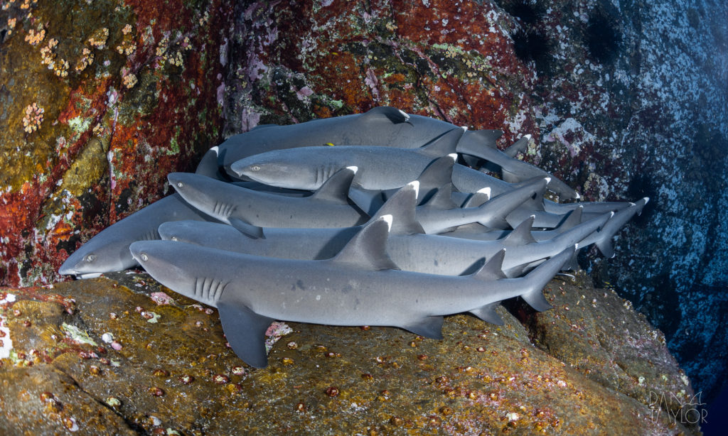 "Cuddle puddle" of resting whitetip reef sharks at Roca Partida, Socorro Islands