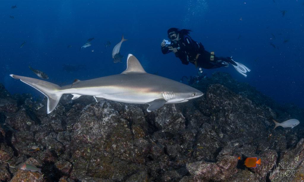 Scuba diving with sharks at the Socorro Islands